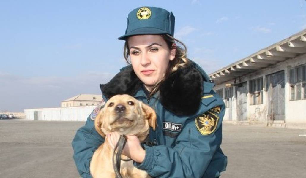 labrador