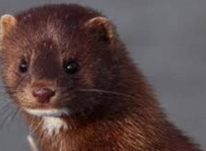 Mink fur production in Armenia: Ecolur