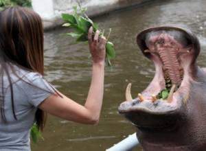 Ереванский зоопарк 4 – 6 февраля будет закрыт