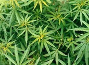 Two arrested in Armenia for drug possession