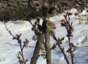 Drop in temperature did not affect fruit trees