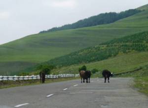 Գյուղապետի անասունները գողացել են. Առավոտ