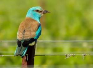 Որ թռչուններն են վերադարձել Հայաստան
