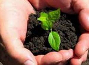 Գյուղնախարարության խորհուրդները՝  պտղաբույծներին