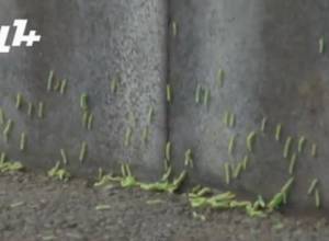 Worms attack Yerevan