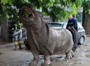 Yerevan offers assistance to flood-Hit Tbilisi