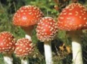 Թունավորում՝ սնկից. 5 մարդ տուժել է