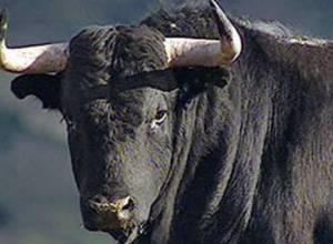 Бык напал на человека