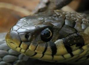 Была обнаружена змея