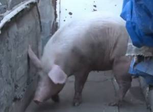 Գեղանիստում 120 խոճկոր է սատկել. վարակը չի նահանջում