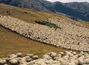 Пропавший пастух вернулся домой