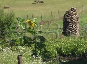 Падение цены на молоко ухудшило положение красарцев: Цайг