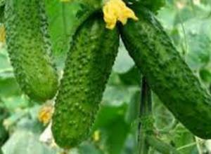 Արմավիրի մարզում քննարկվել է վարունգի իրացման խնդիրը