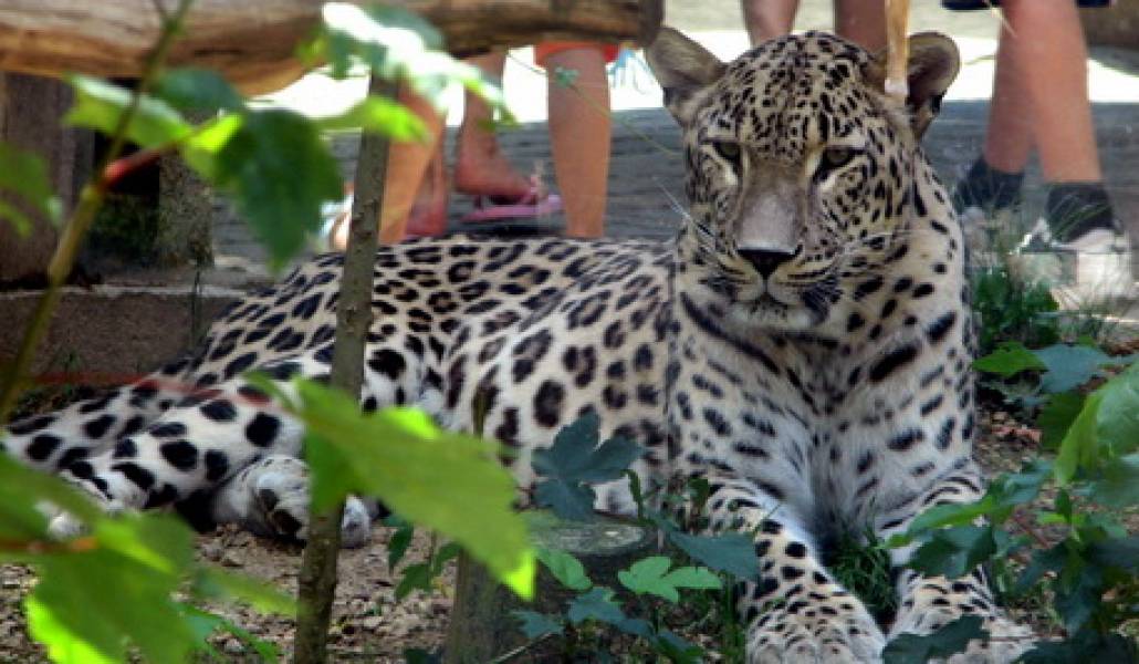 Panthera.pardus.saxicolor-ZOO.Jihlava