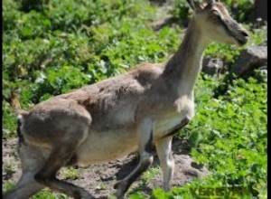Фауна в Армении в опасности: специалист