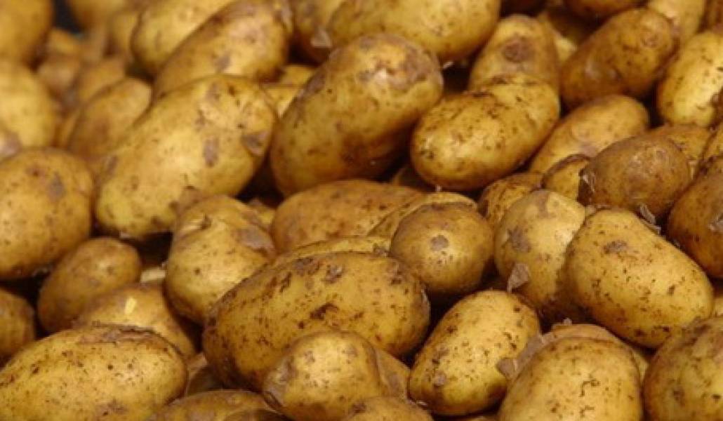 kartofil-nkar1