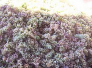 7 տոննա խաղողը թափել է ճանապարհին