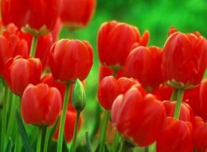 В административных районах столицы начнется посев луковиц тюльпанов