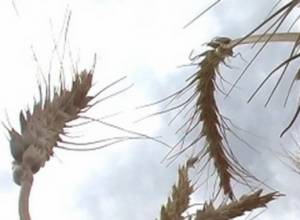 Общины, которые имели задолженности, не получили семена