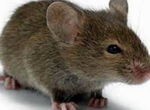 Հողատարածքներում ակտիվացել է կրծողների տարածումն ու զարգացումը