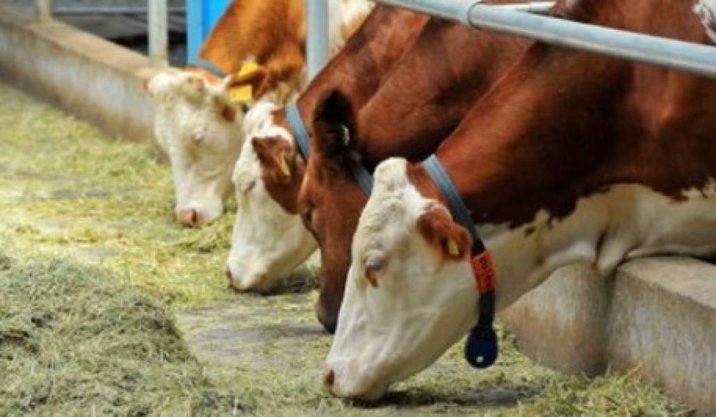 snndi-carayutyun-nkarrrr