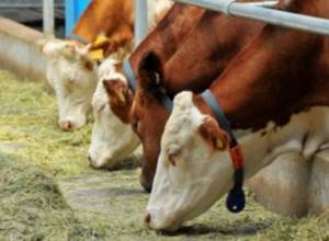 Ռուս պաշտոնյան Հայաստան է եկել՝ անձամբ ծանոթանալու դաբաղի խնդրին