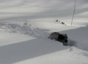 Stepantsminda-Lars highway close