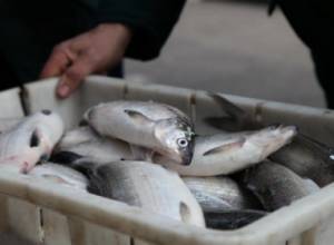 Մեկ տոննա ապօրինի որսված սիգը հանձնվել է մանկատներին ու ծերանոցներին