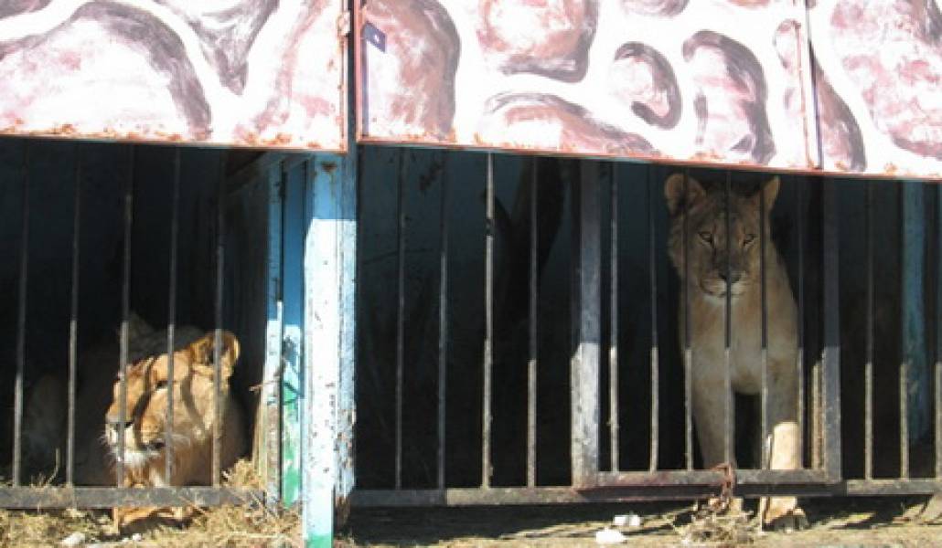 Gyumri_zoo_8