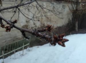 Trees in Avan bud