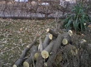 Green and sound trees cut down in territory of Opera