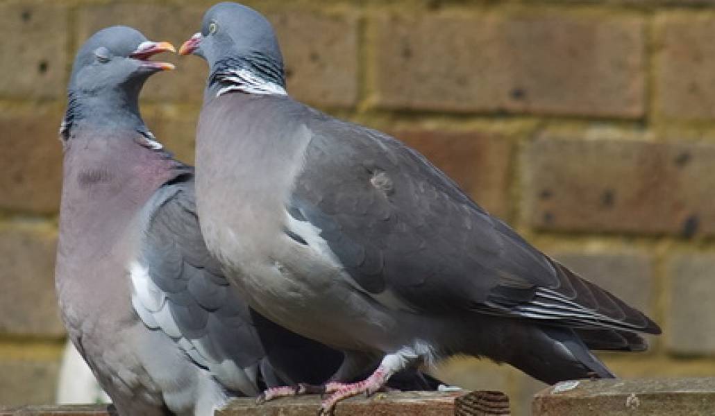 Wood_Pigeons_Cock_And_Hen