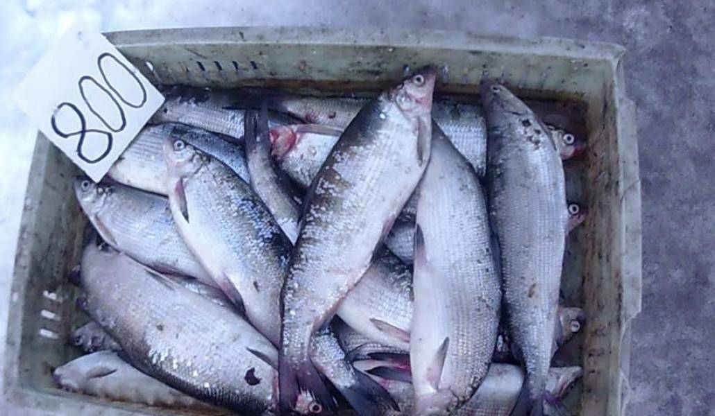 fish