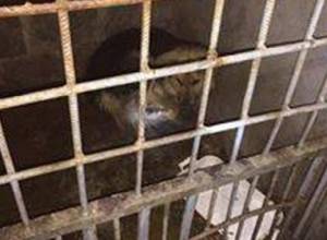 Dogs in “Unigraph-X”