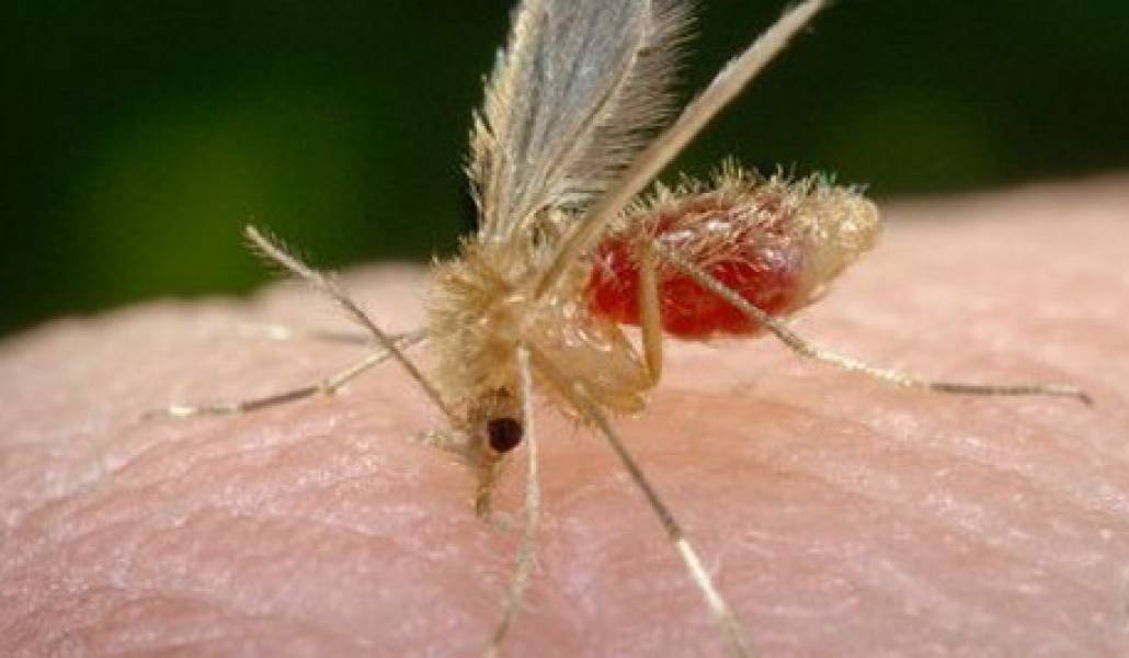 1376998207_sand_fly