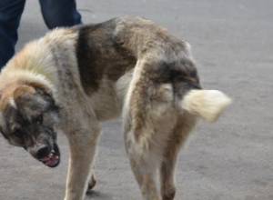 «Юниграф икс» выпустил очередную партию стерилизованных собак