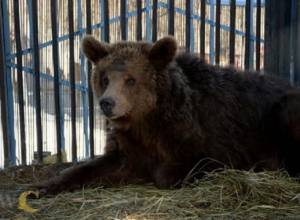 Brigitte Bardot touched upon bears of Gyumri Zoo