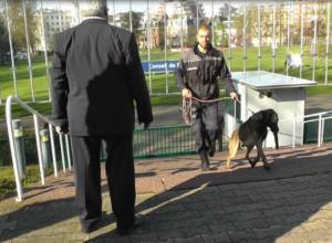 Security officers check territory with the help of dogs
