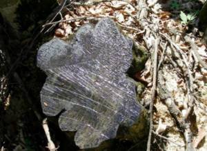 Ահազանգ Իջևանի անտառներից՝ ծառերի սպանդը շարունակվում է. ՀԲՃ