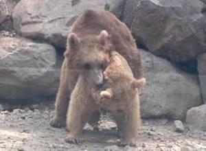 Animal births expected at Yerevan Zoo