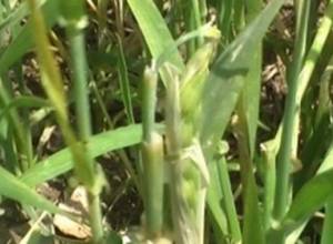 Շիրակի մարզը 360 միլիոնի վնաս է կրել