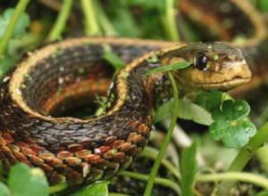 44 случая нападения змей в первой половине 2016