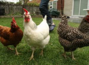 Был запрещен ввоз около 20 тонн замороженной курятины