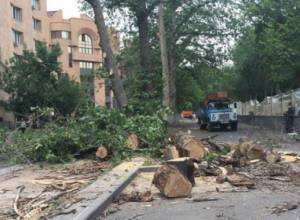 Trees chopped down on Byuzand street to socially vulnerable families