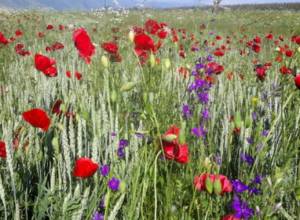 С 12 июля лето вступит в свои права