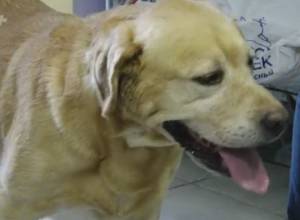 Dogs of force structures to compete