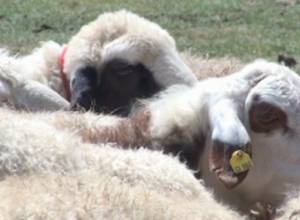 Что даст сельчанам нумерация животных?