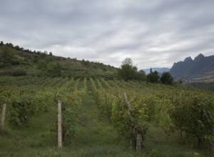 Տավուշի մարզից կընդունեն այնքան խաղող, որքան առաջարկ կլինի