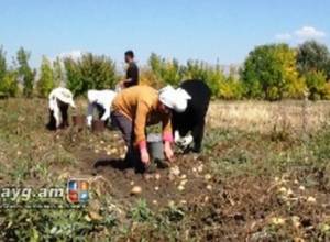Շիրակի մարզում կարտոֆիլի իրացման խնդիր կա