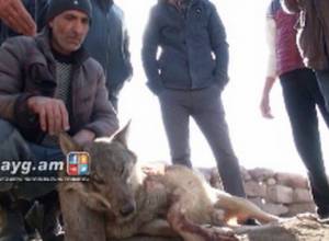 Tsayg: Wolves activated in Shirak region